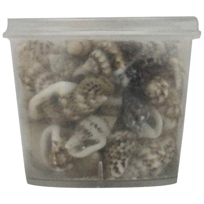 Mini Natural Beach Sea Shell Brown Dots 1 Bottle