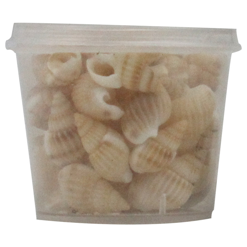 Mini Natural Beach Sea Shell Beige 1 Bottle