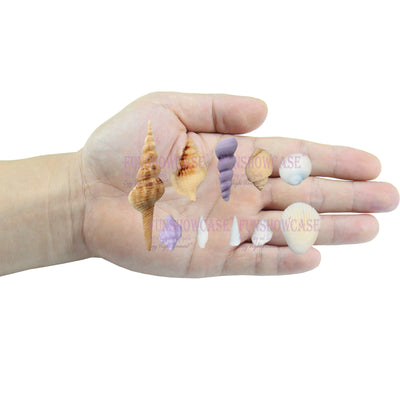 Sea Life Fondant Silicone Molds Assorted Seashells 10-cavity