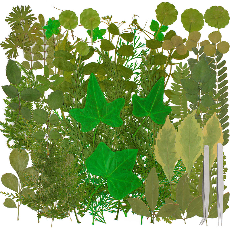 Natural Pressed Dried Leaves, Fern, Herb 17 Species 63-Count
