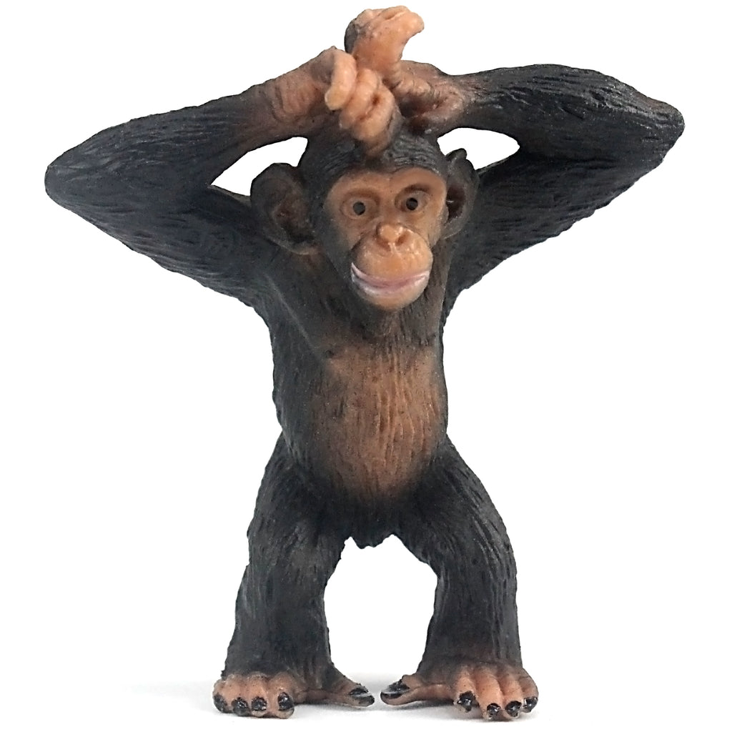 Chimpanzee Standing Up