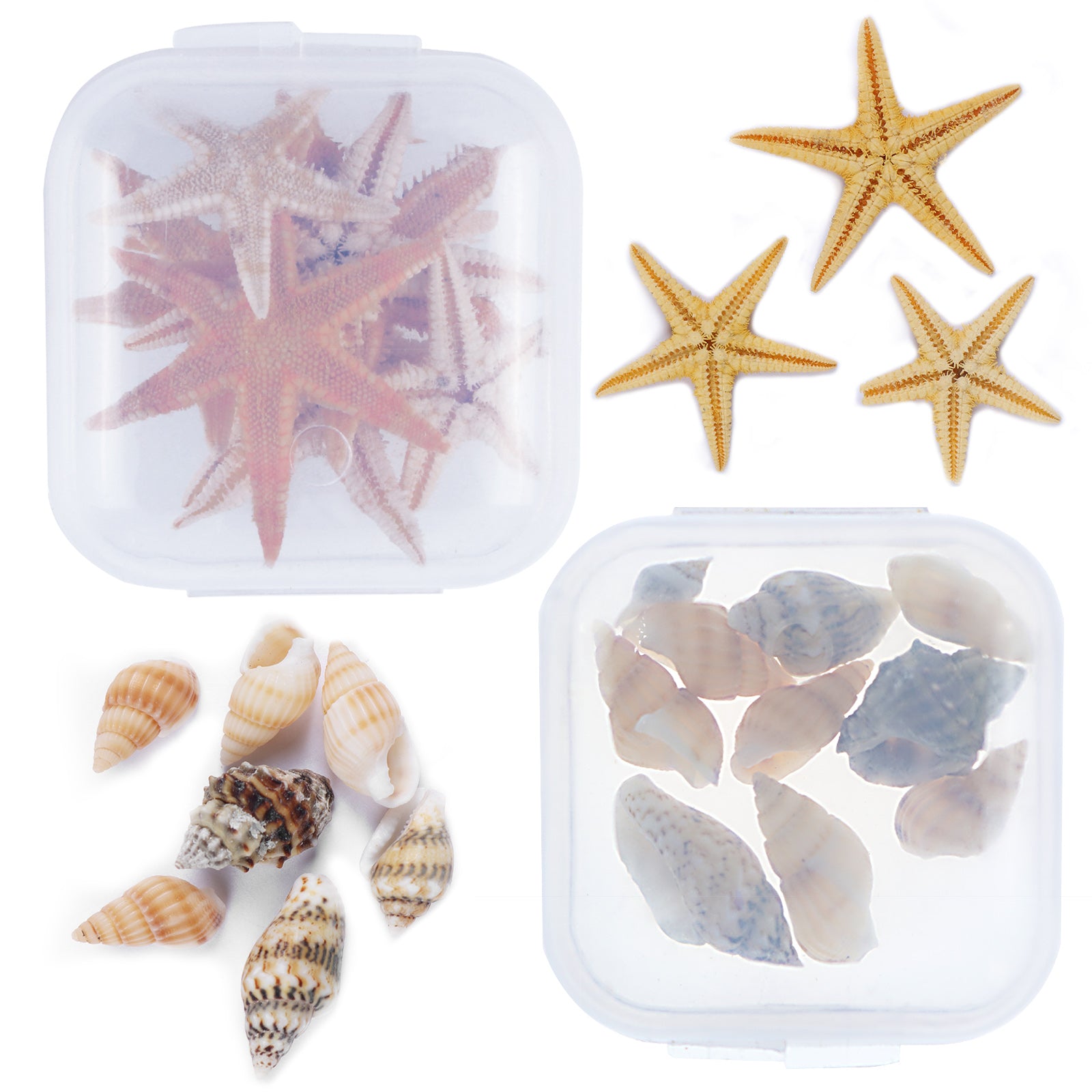 Mini Sea Shell & Starfish 2-pot – FUNSHOWCASE