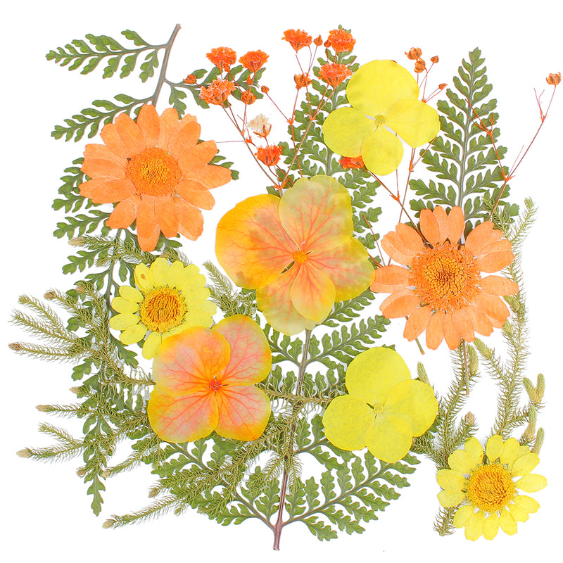 Natural Pressed Dried Flowers and Leaves pack of 14-count 5 Species, Yellow