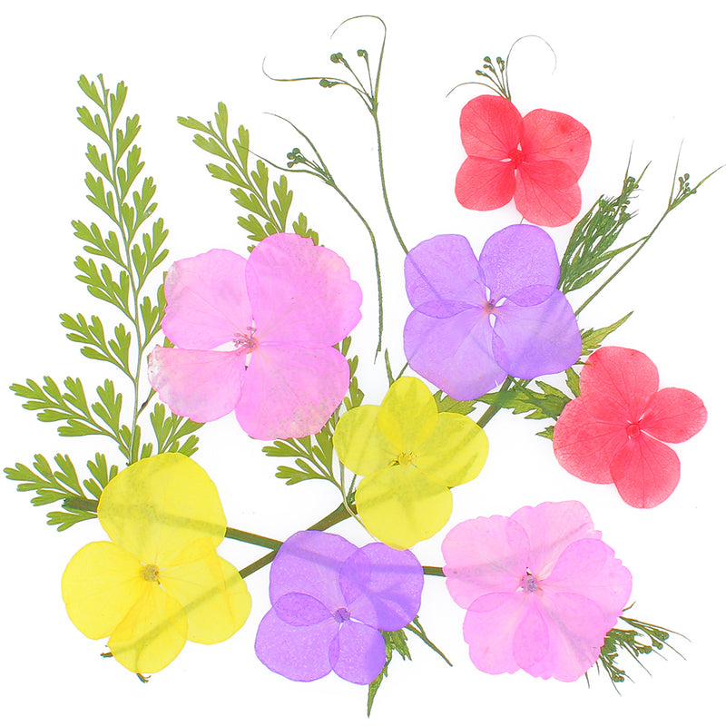 Natural Pressed Dried Flowers and Leaves pack of 12-count 3 Species, Hydrangea