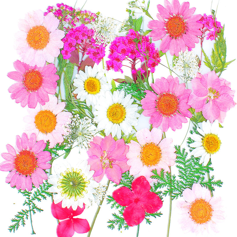 Natural Pressed Dried Flowers and Leaves pack of 36-count, 7 Species