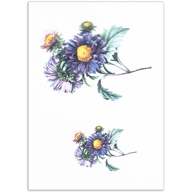 Callistephus Flower Transparent Films 5-count