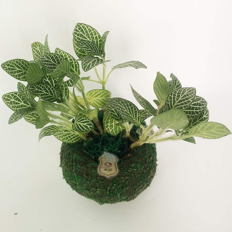 Weave Preserved Moss Planter 2.8inch