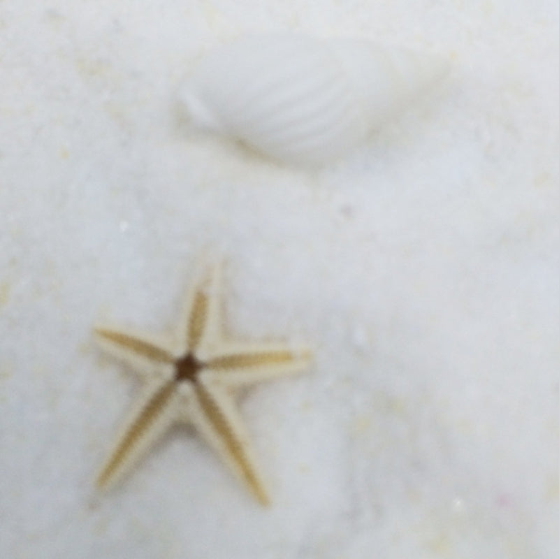 Natural Beach Starfish and Sea Shell 2-count