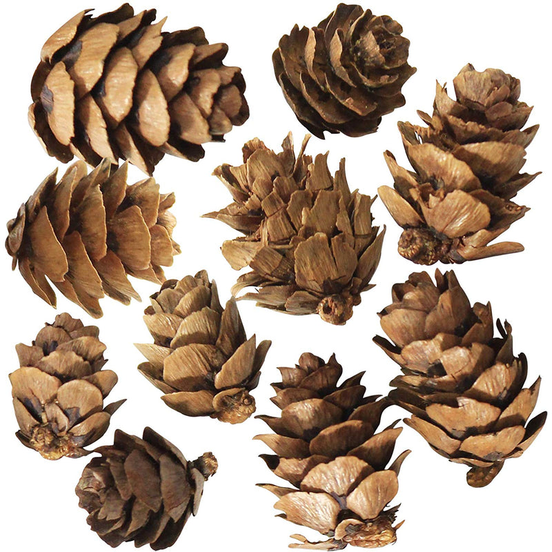 Natural Pine Cones 10-count